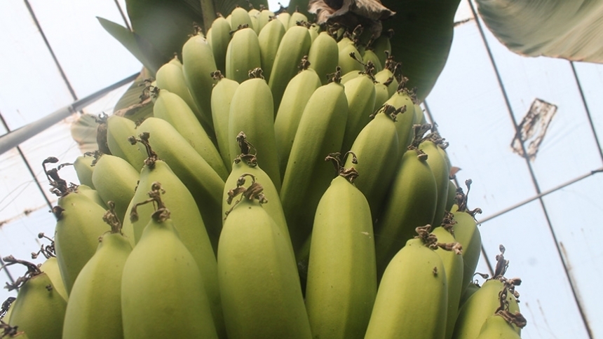 Muzbir güncel fiyatı duyurdu