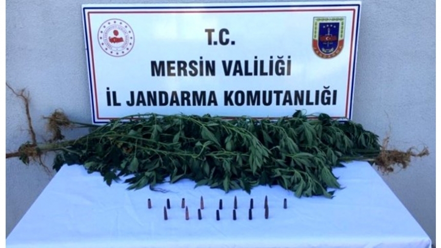 Bahçesinde kenevir ele geçirildi
