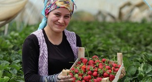 Çilek fiyatı ile yüz güldürdü