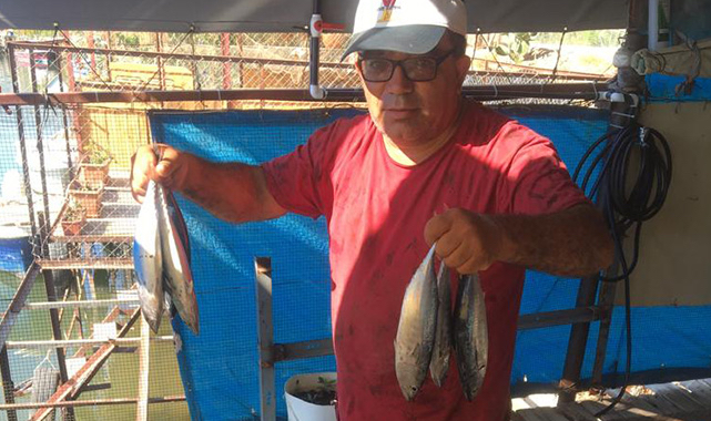 Ören'de palamut bolluğu