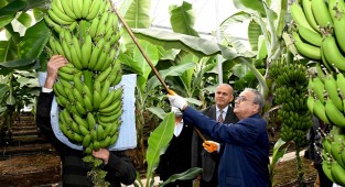 Vali Su alata 'azman'ının hasadına katıldı