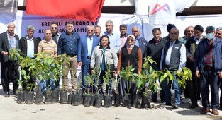 Büyükşehir, Erdemli’de avokado ve alıç fidanı dağıttı