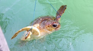 Caretta carettayı ölümden kurtardı