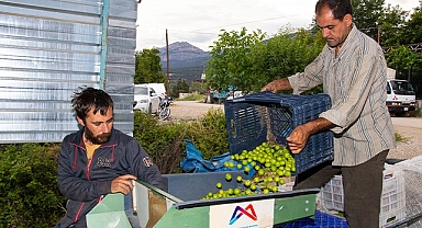 Başkan Seçer'den erik üreticisine destek