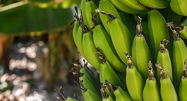 23 Ağustos güncel muz fiyatı