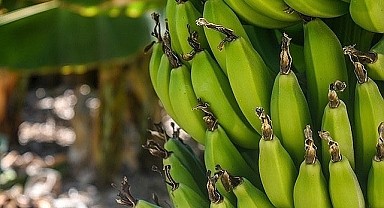 25 Ağustos güncel muz fiyatı
