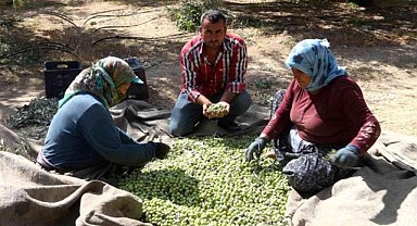 Mersin'de zeytin üreticileri hasat için işçi bulamıyor