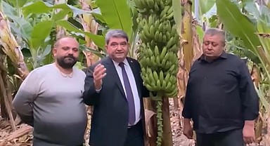 Muz üreticisi 9 liraya ürettiği muzu 9 liraya satamıyor