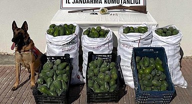 Avokado hırsızları jandarmadan kaçamadı