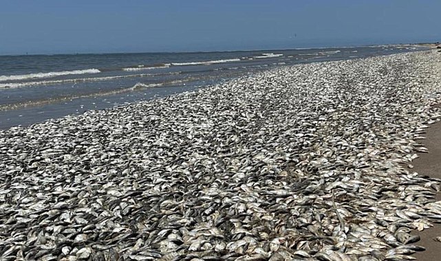ABD’nin güneyinde binlerce ölü balık kıyıya vurdu