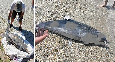 Kuşadası'nda üzücü görüntü! Son bir haftada 6 ölü yunus sahile vurdu