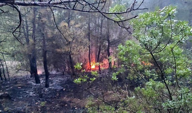 Bilecik'teki orman yangını kontrol altında