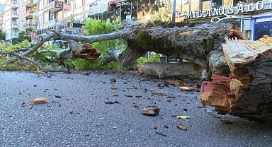 Bursa'da 200 yıllık çınar devrildi: Cadde ulaşıma kapandı