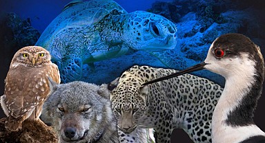 Doğa katillerine 1,2 milyon liraya varan ceza! Avlanması yasak olan yabani hayvanları korumak için önemli adım