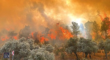 Milas’ta orman yangını