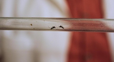 Türkiye’nin tüm sahil kesimine yayıldı... ‘Asya kaplan sivrisineği'ne karşı yeni mücadele