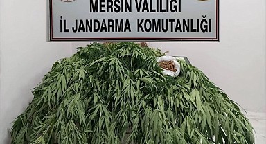 Mersin'de uyuşturucu yetiştiricisi yakalandı