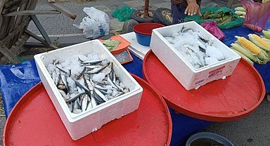 Balık fiyatları düşüşe geçti