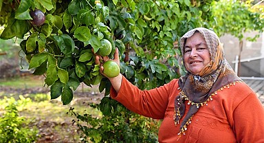 Anamurlu passiflora üreticileri hasat yaptı