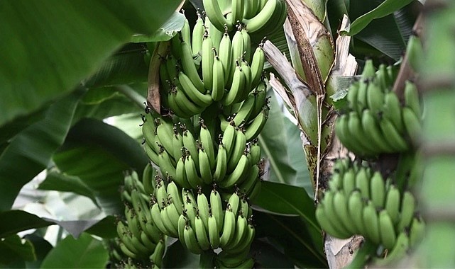 Odalardan ortak açıklama