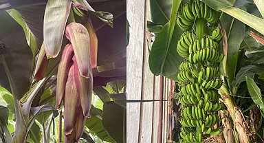 Ziraat Mühendisi Alper Tuğrul'dan muz üreticilerine potasyum uyarısı