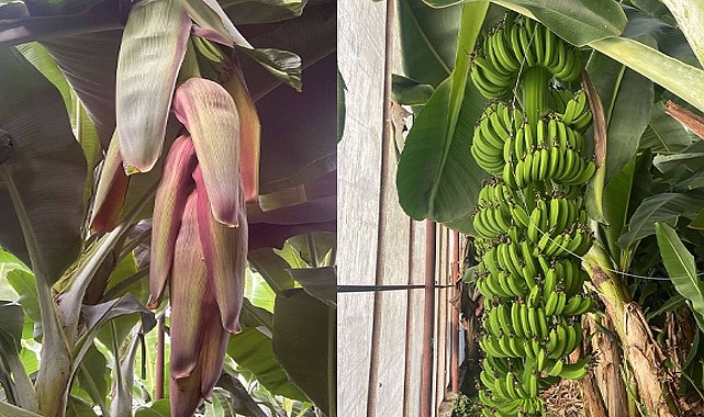 Ziraat Mühendisi Alper Tuğrul'dan muz üreticilerine potasyum uyarısı