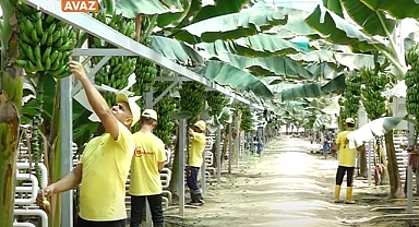 Türkmenistan'da muz seraları