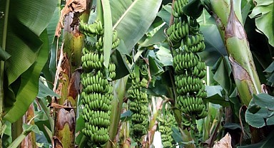 Muz fiyatlarında düşüş