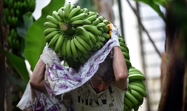 Muz fiyatlarında hızlı düşüş