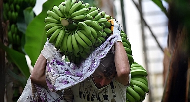 Muz fiyatlarında hızlı düşüş