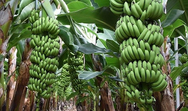 Muz fiyatı yeniden 40 TL'ye yükseldi