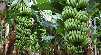 Muz fiyatı yeniden 40 TL'ye yükseldi