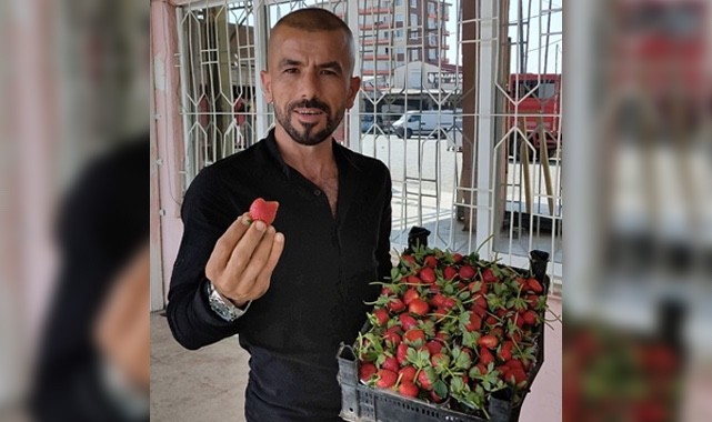 Gümüş 33, sezonun ilk çilek hasadına başladı