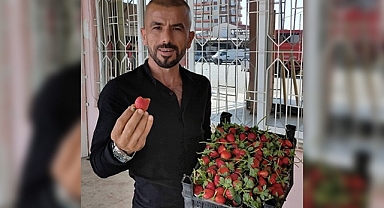 Gümüş 33, sezonun ilk çilek hasadına başladı