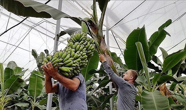 Muz fiyatlarında sert düşüş