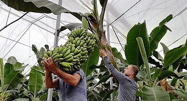 Muz fiyatlarında sert düşüş