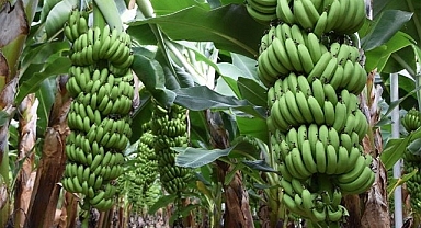 Muz fiyatları yatay seyrediyor