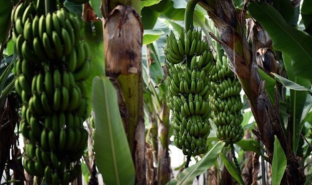 Muz fiyatları haftalardır yerinde sayıyor