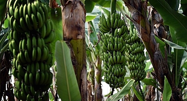 Muz fiyatları haftalardır yerinde sayıyor
