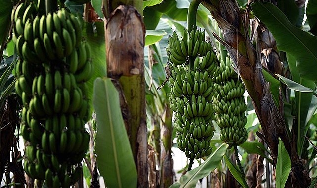 Muz fiyatları haftalardır yerinde sayıyor