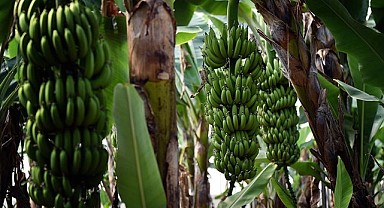 Anamur Muzu için yeni fiyat açıklaması