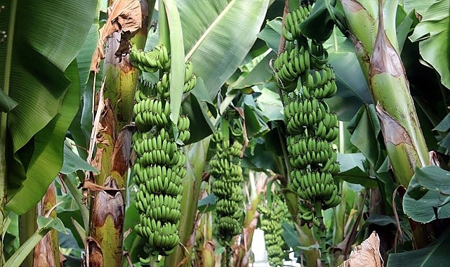 Grand muz 45 TL’ye çıktı