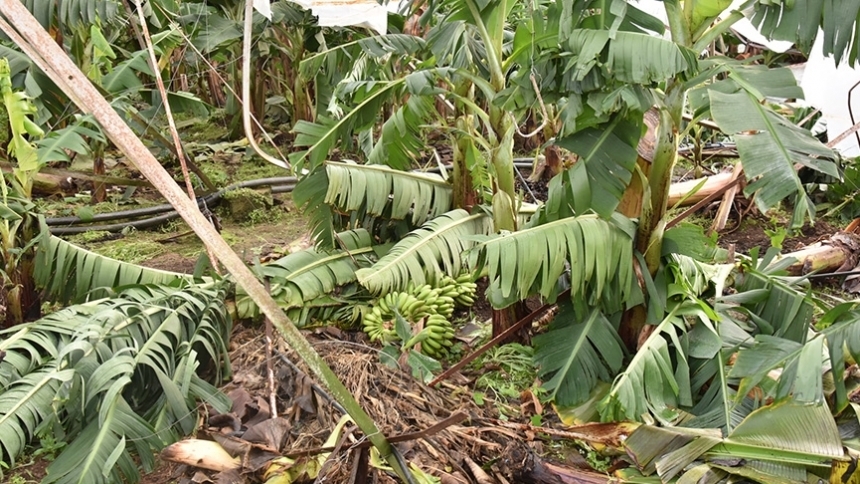 122 dekarda 6 milyon zarar var