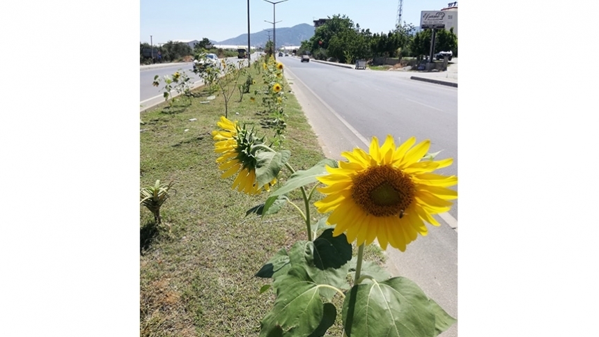 Belediye kuşlar için çekirdek üretiyor