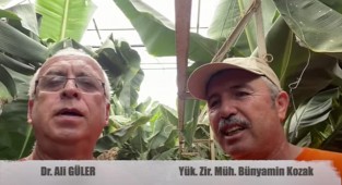 Fidan gelişme hızını nasıl kontrol ederiz