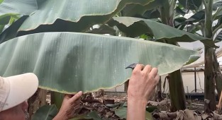 Kırmızı örümcek ile biyolojik mücadele