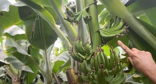 Muz nasıl asılır?