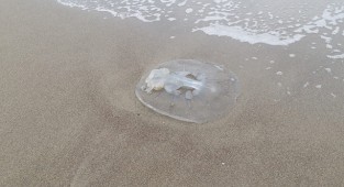 Denizanaları karaya vurdu!